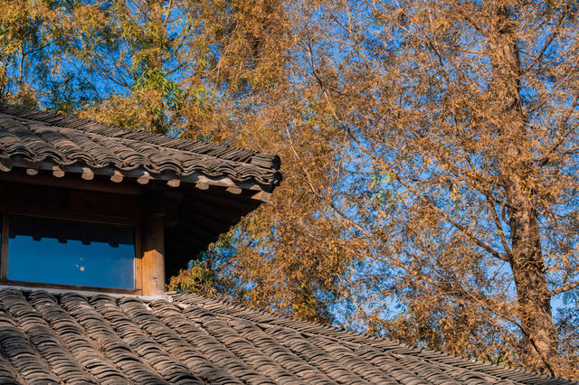 烏村的秋，藏在被忽略的細節裡