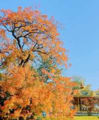 金秋童話專屬—青島中山公園