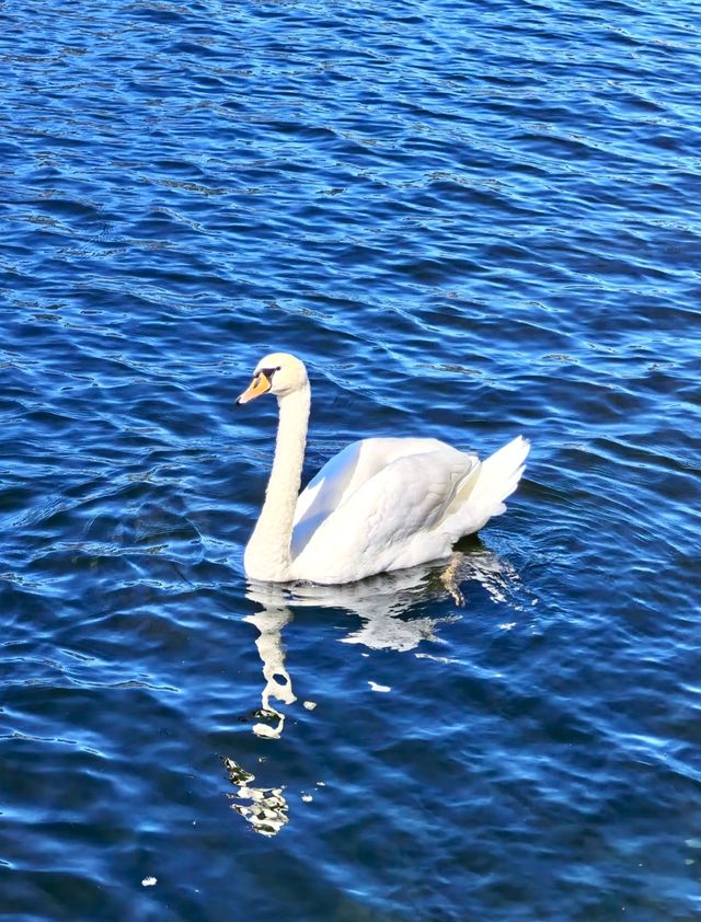 闖進電腦螢幕保護程式！是哈哈哈哈爾施塔特 十年前在瑞士被阿爾卑斯山美了一大跳 在下著雪的童話般的小鎮