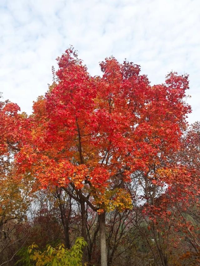 北國秋日仙境!紅葉谷絕美打卡攻略 北國秋日仙境!紅葉谷絕美打卡攻略