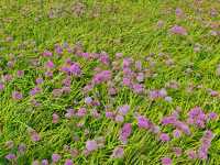 藏在貴州的 “高山小草原”，騎馬看雲超治癒！  貴州一處能 “假裝在內蒙古” 的寶藏地 —— 二台坡