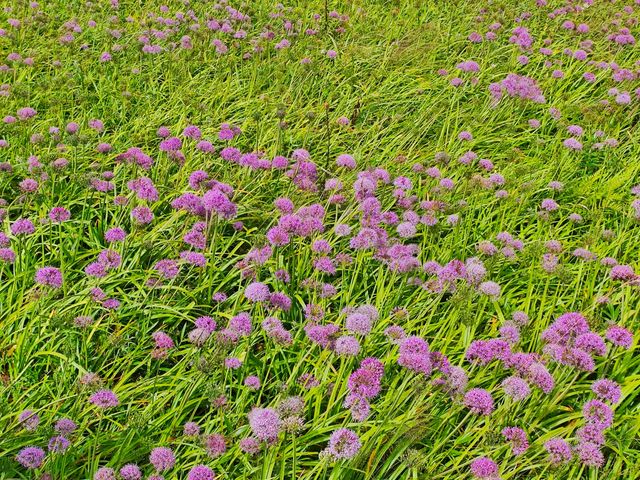 藏在貴州的 “高山小草原”，騎馬看雲超治癒！  貴州一處能 “假裝在內蒙古” 的寶藏地 —— 二台坡