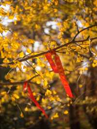 從來銀杏不負秋,原來銀杏最懂秋…