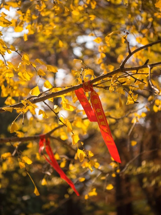 從來銀杏不負秋,原來銀杏最懂秋… 從來銀杏不負秋,原來銀杏最懂秋…