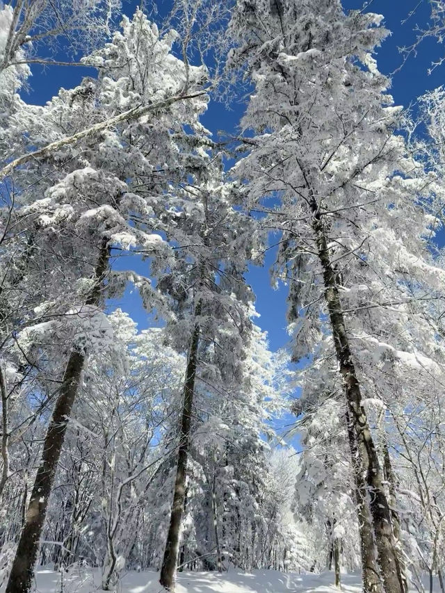 長白山北坡秘境！滑完直接躺進火山溫泉，預算5k拿下4天3晚！