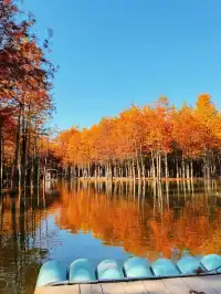 11.15皖南川藏線之落羽紅杉林