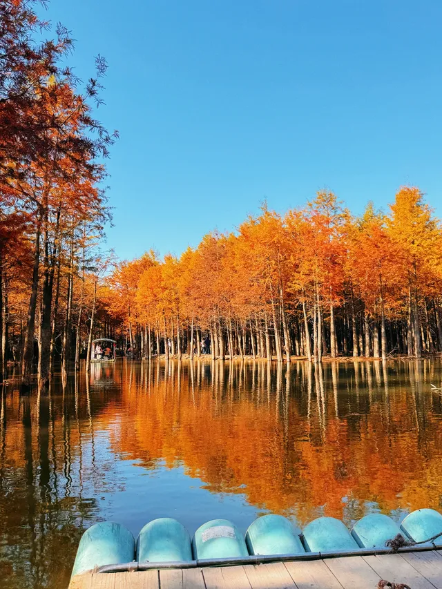 11.15皖南川藏線之落羽紅杉林 11.15皖南川藏線之落羽紅杉林