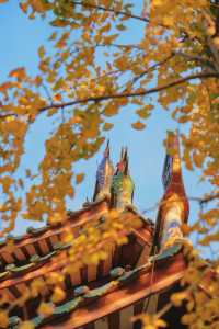 12月預告｜承天寺銀杏黃，是古城最絕的秋意