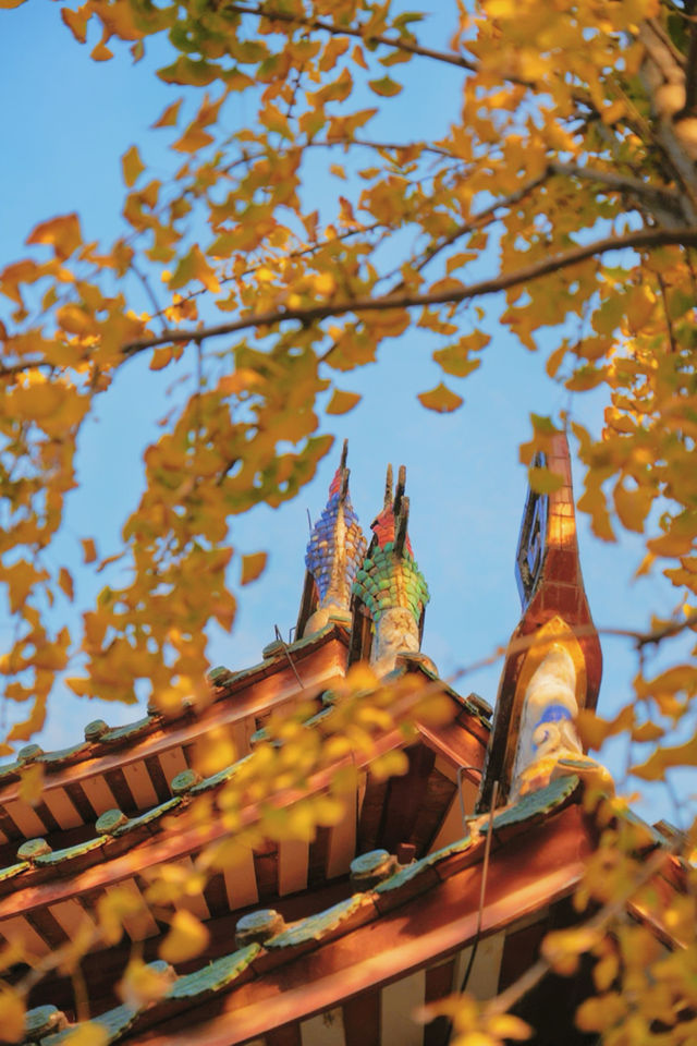 12月預告｜承天寺銀杏黃，是古城最絕的秋意