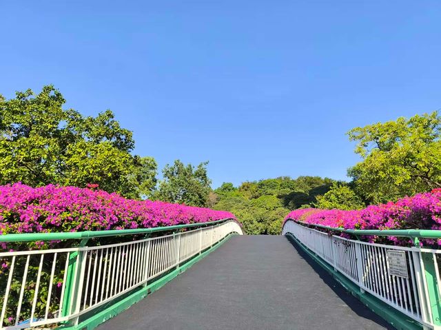 雲端綠道網紅橋小眾親子徒步路線快打卡 雲端綠道網紅橋小眾親子徒步路線快打卡