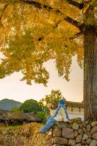 溫州百年銀杏樹已黃且牢固