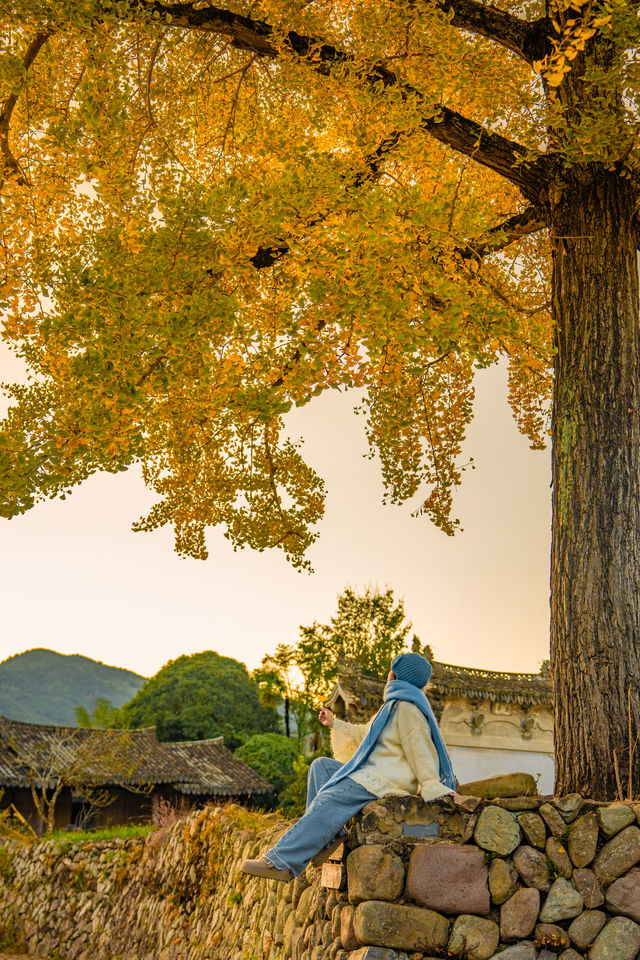 溫州百年銀杏樹已黃且牢固 溫州百年銀杏樹已黃且牢固