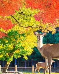 日本賞楓全攻略從北海道到九州，私藏這樣打卡最絕美！