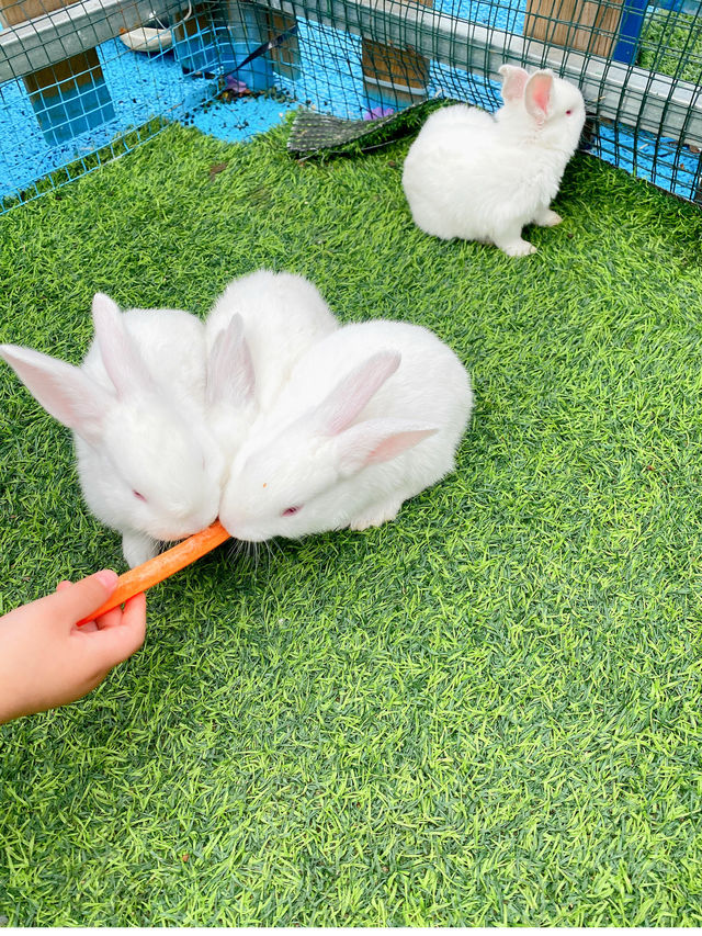平頂山遛娃天花板一票通玩的神級遊樂場 平頂山遛娃天花板一票通玩的神級遊樂場