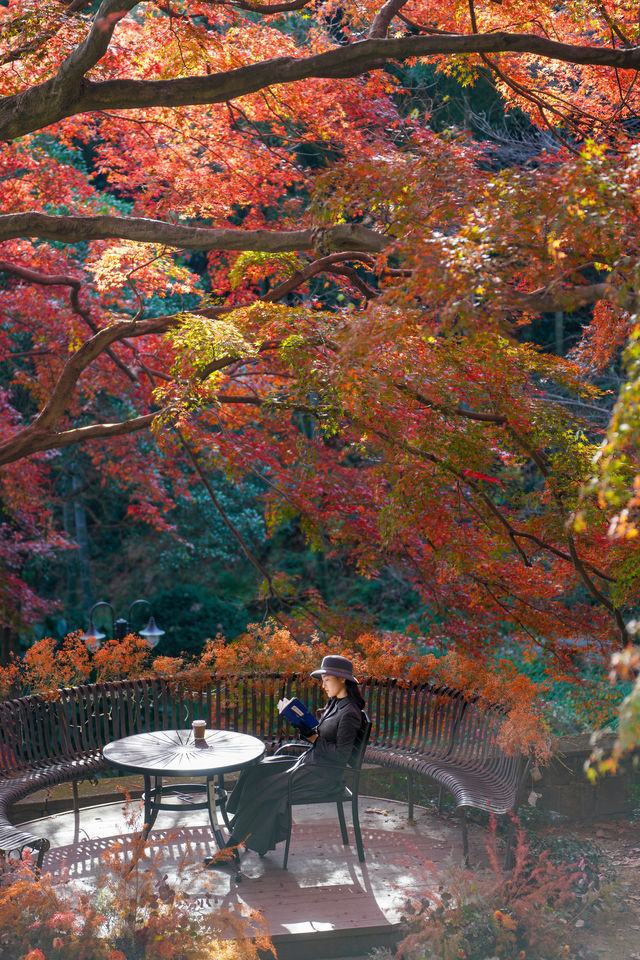 一眼封神,莫干山500年楓樹驚艷整個秋天 一眼封神,莫干山500年楓樹驚艷整個秋天