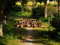 松江童話小村莊張樸村教堂與稻田