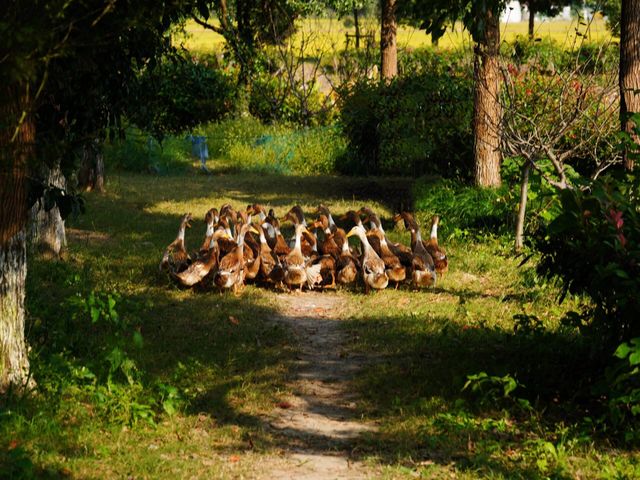 松江童話小村莊張樸村教堂與稻田 松江童話小村莊張樸村教堂與稻田