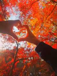 南京三天遊(秋天的尾巴)