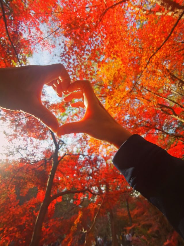 南京三天遊(秋天的尾巴) 南京三天遊(秋天的尾巴)