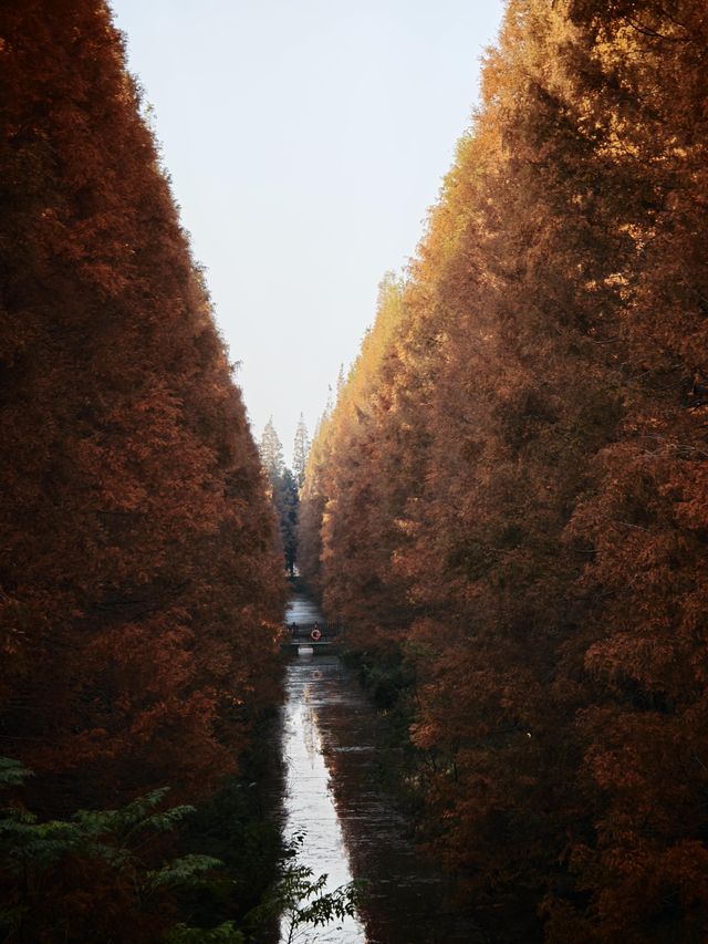 12月限定水杉紅海 12月限定水杉紅海