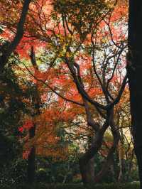 Citywalk | 城市治癒綠洲·上生新所2期探秘