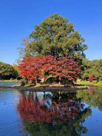 東郊秘境直出！比西郊美10倍的live級秋日畫冊