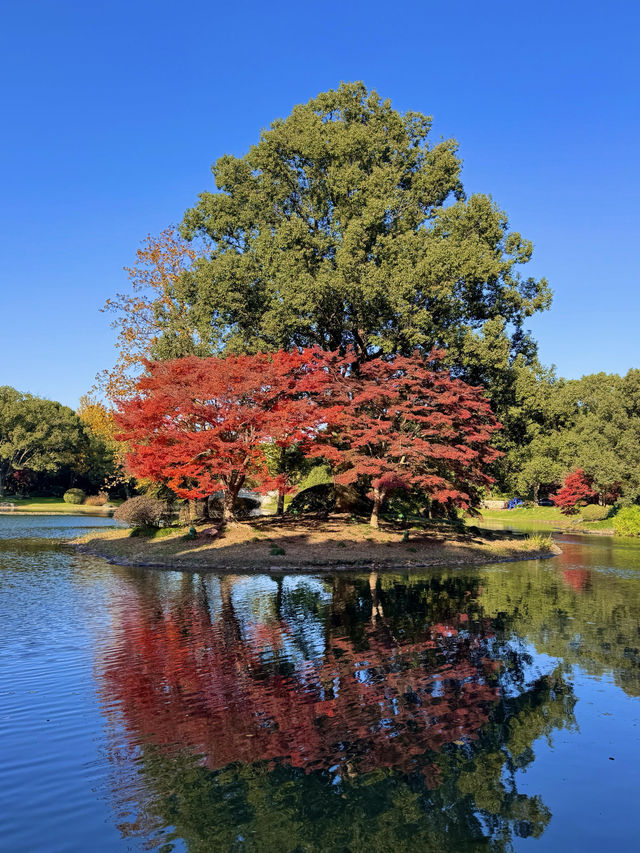 東郊秘境直出！比西郊美10倍的live級秋日畫冊