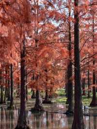 上海青西郊野公園水杉紅了I人必打卡的魔童話森林!