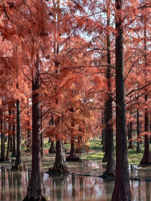 上海青西郊野公園水杉紅了I人必打卡的魔童話森林! 上海青西郊野公園水杉紅了I人必打卡的魔童話森林!