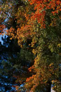 總要去莫干山看一次楓葉吧!