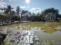 中國科學院西雙版納熱帶植物園真的太寶藏了，必須安利給大家