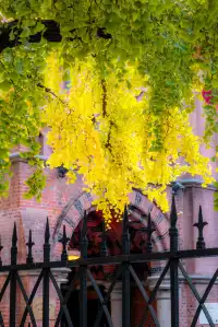 那道光撒向聖三一的銀杏上,也照進我的心裡