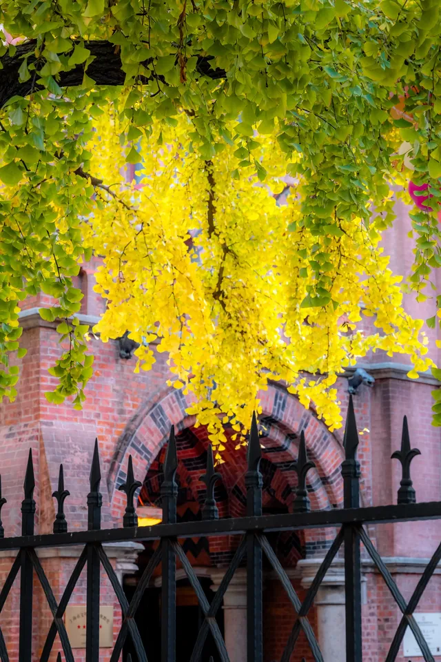 那道光撒向聖三一的銀杏上,也照進我的心裡 那道光撒向聖三一的銀杏上,也照進我的心裡