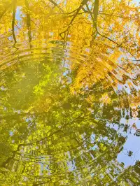 蘇州|西園寺已進入秋季最佳觀賞期