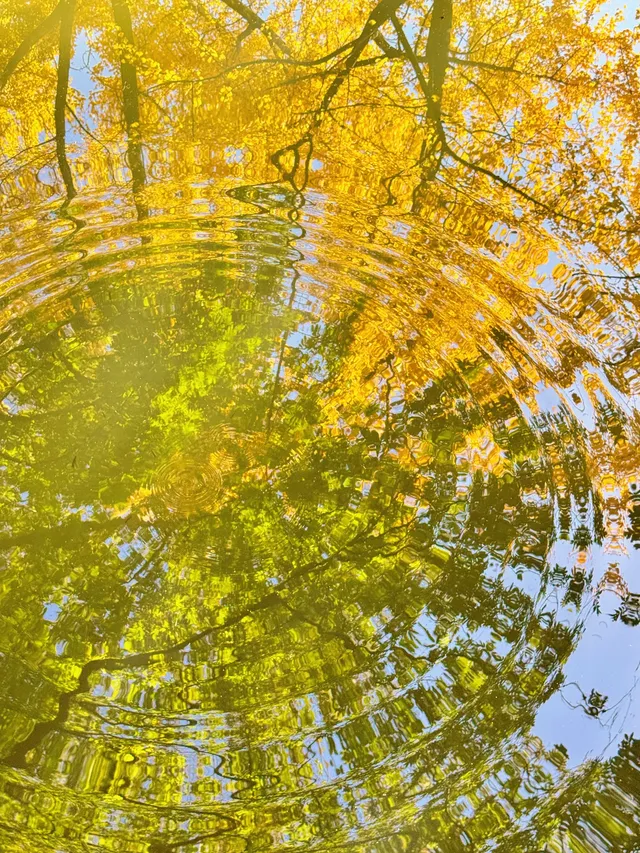 蘇州|西園寺已進入秋季最佳觀賞期 蘇州|西園寺已進入秋季最佳觀賞期
