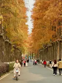 12.3的東湖殺瘋了!分享一條油畫感騎行路線