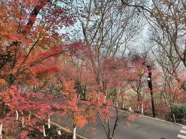 南京棲霞山的楓葉紅了 南京棲霞山的楓葉紅了