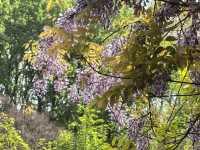 南京音樂台白鴿治癒時刻｜紫金山必打卡地標