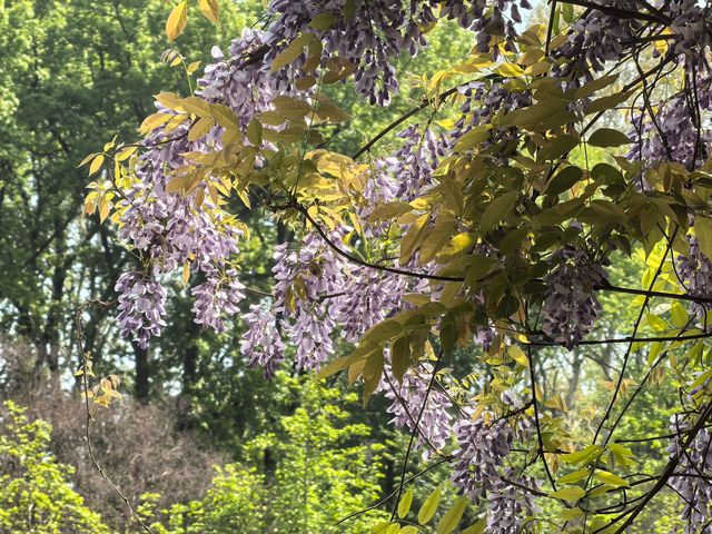 南京音樂台白鴿治癒時刻｜紫金山必打卡地標