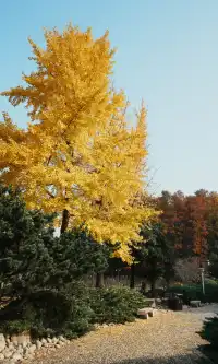 武漢東湖邊藏了個金色+鏽紅色的油畫秋天