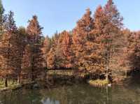 銀杏樹下邂逅金陵城