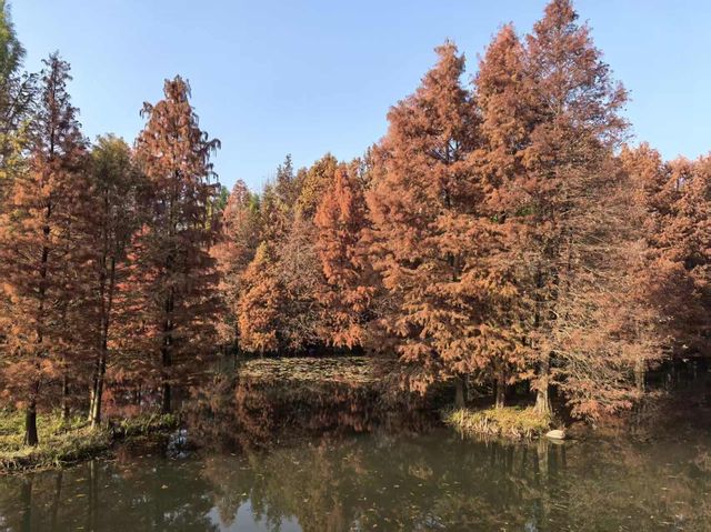 銀杏樹下邂逅金陵城 銀杏樹下邂逅金陵城