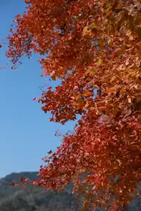 永嘉紅楓古道的紅楓紅了