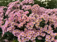 2025深圳大鵬菊花展