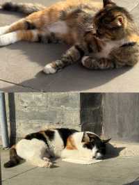 西安旅遊全攻略:穿越千年的長安之旅