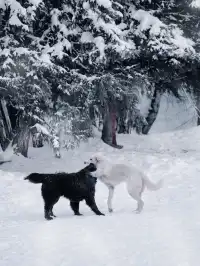 阿達西,今年的禾木我來看了