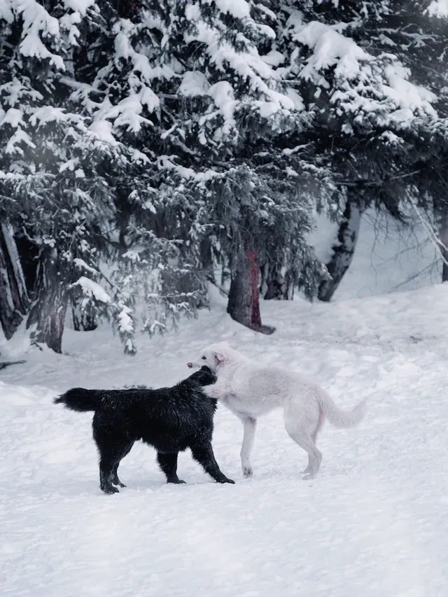 阿達西,今年的禾木我來看了 阿達西,今年的禾木我來看了