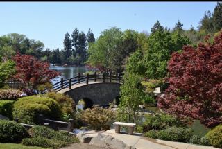 Enjoy the Beauty of a Japanese Garden
