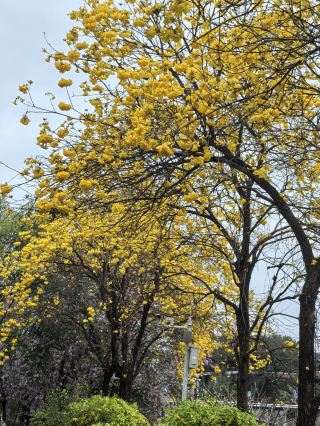 Live in a sea of flowers! Yellow Trumpet Tree + Bauhinia in Bloom