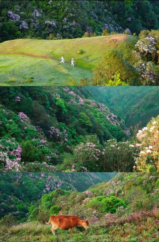 Attend a springtime floral event at Jilongding and capture the romance of the mountains and fields in your eyes